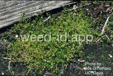 pearlwort, dwarf